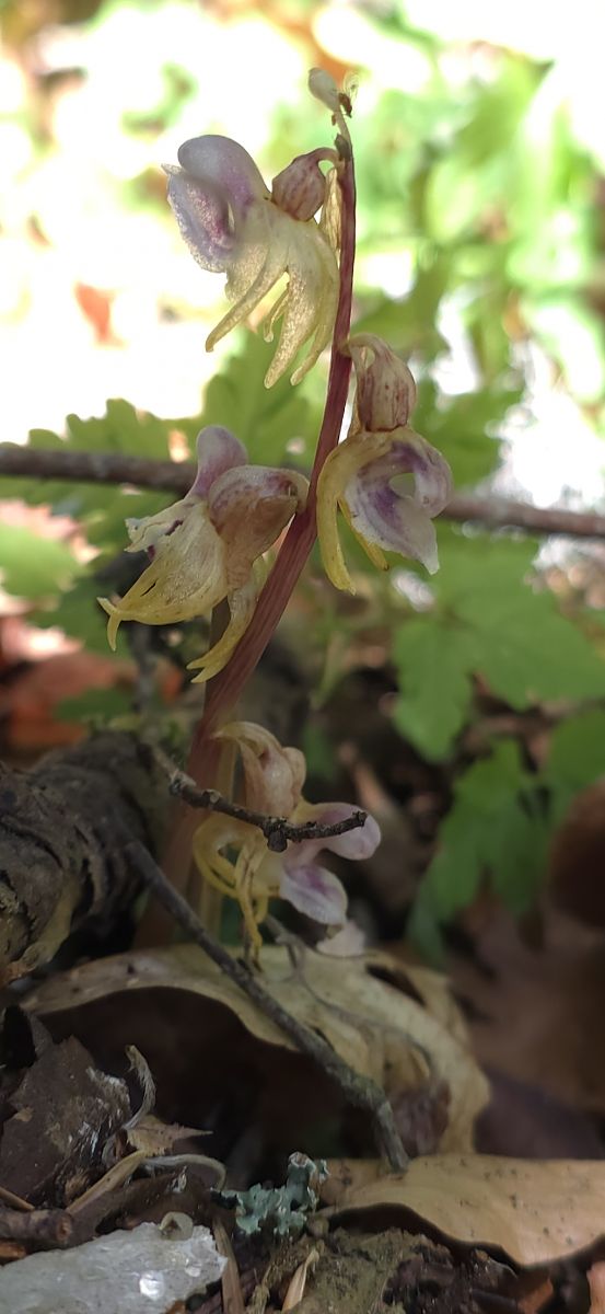 Epipogium aphyllum  - Michel Robin