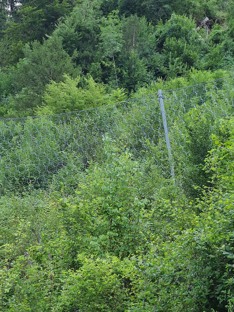 Ailanthus altissima  - Ilaria Antoniutti (FVG)
