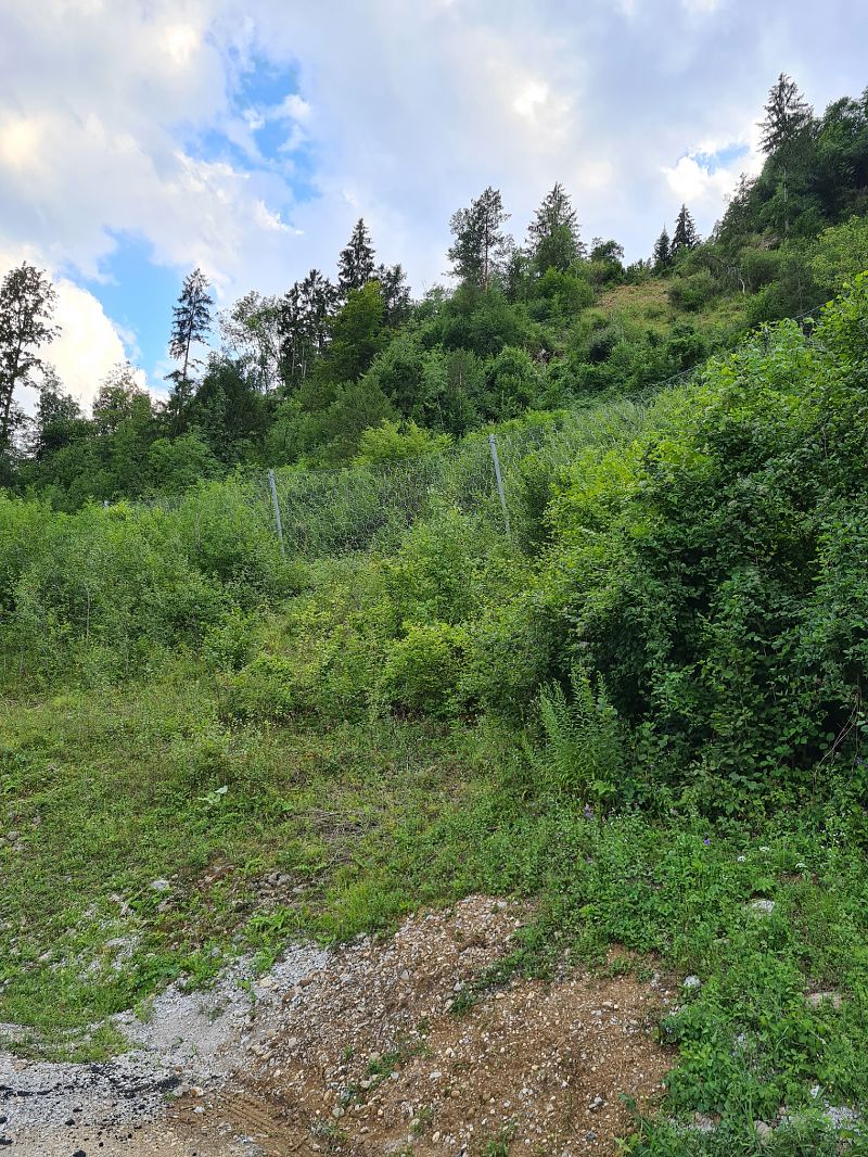 Ailanthus altissima  - Ilaria Antoniutti (FVG)