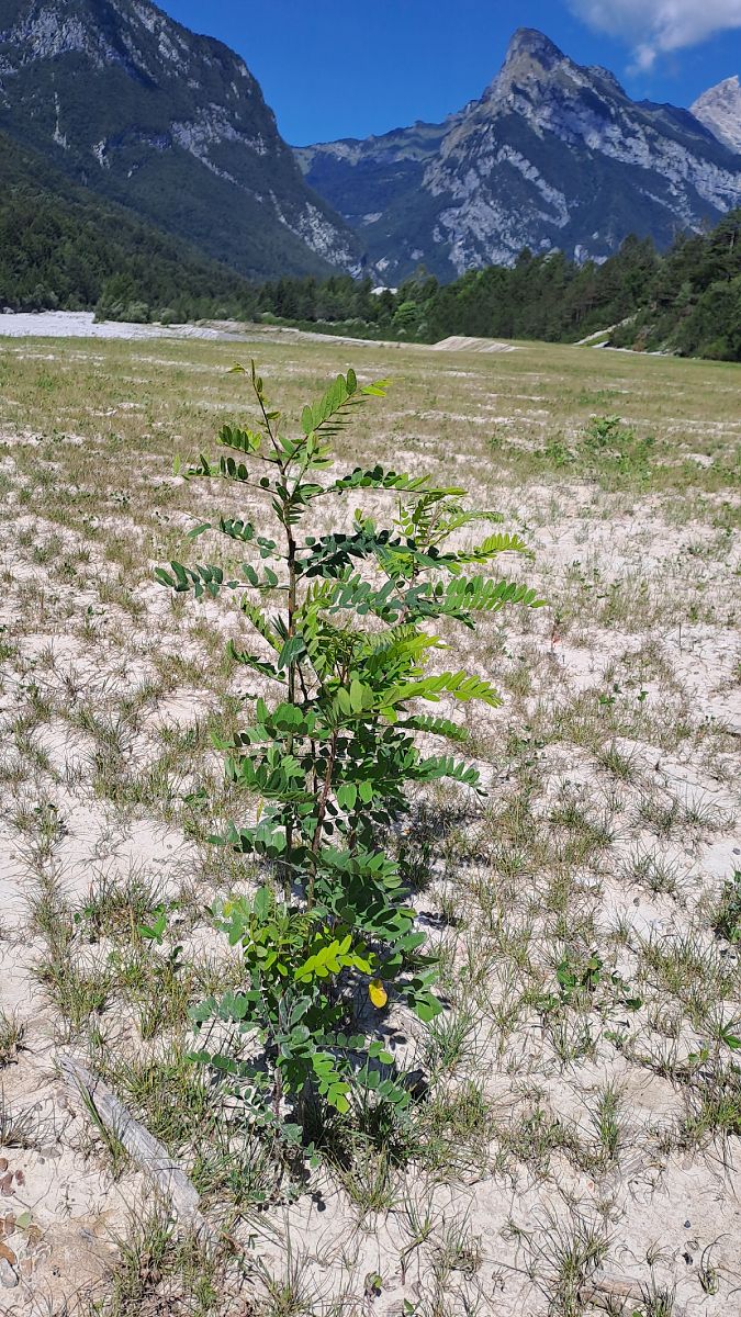 Amorpha fruticosa  - Niko Borghese (FVG)