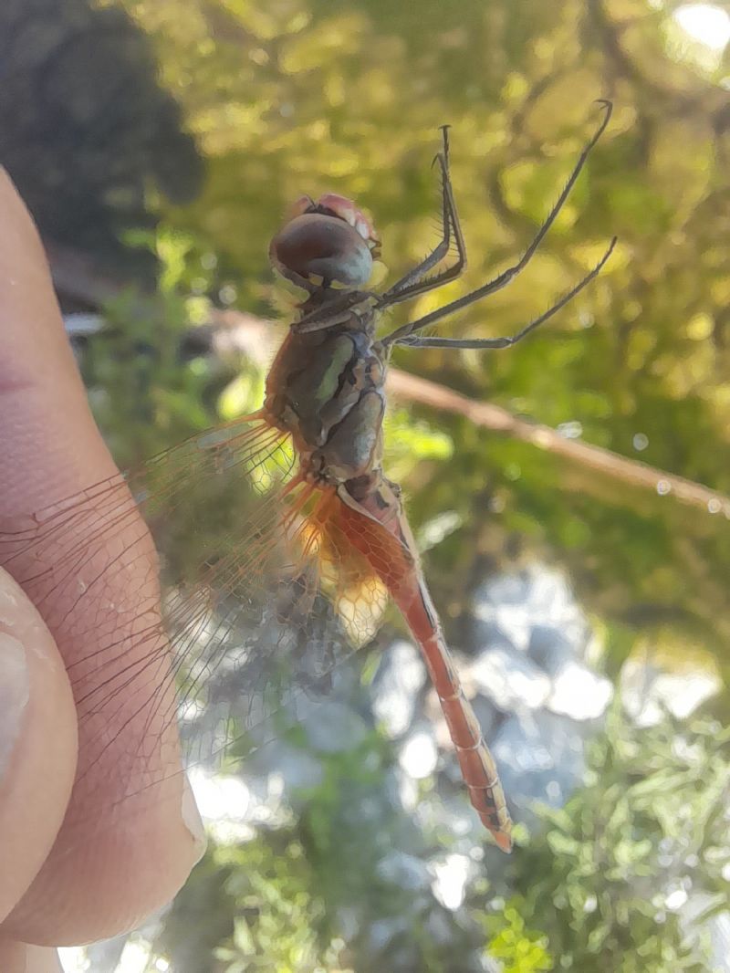 Sympetrum fonscolombei  - Radames Bionda