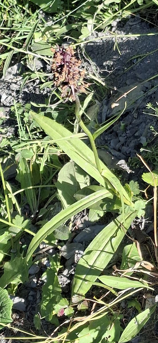 Dactylorhiza sp. 