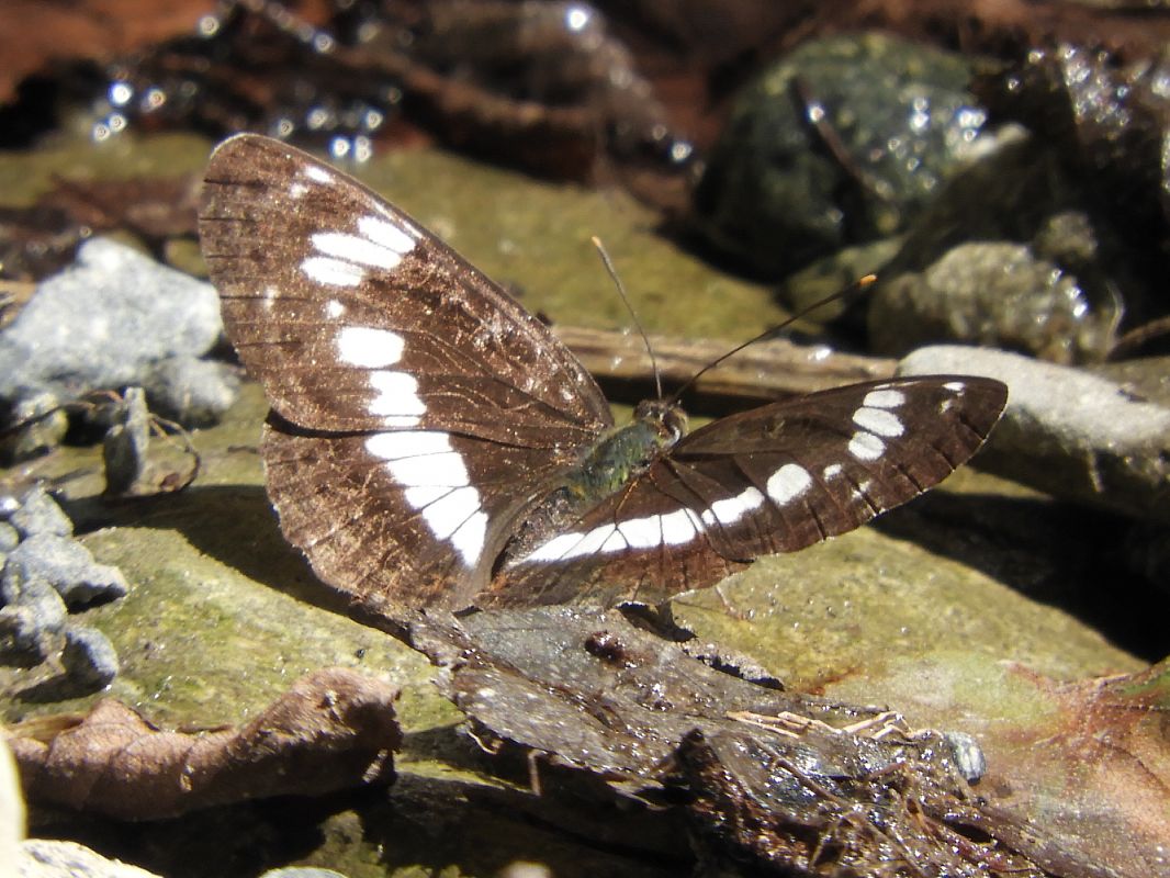 Limenitis camilla  - Massimo Tassinari