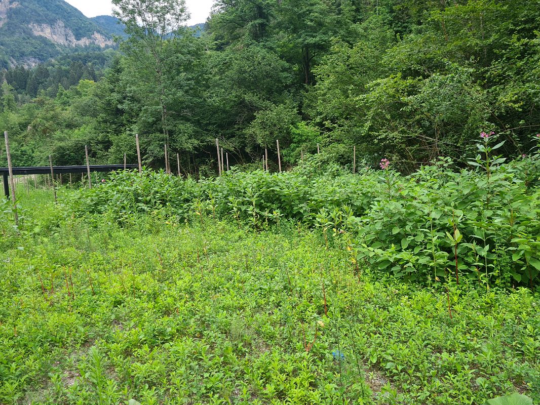 Fallopia japonica  - Ilaria Antoniutti (FVG)