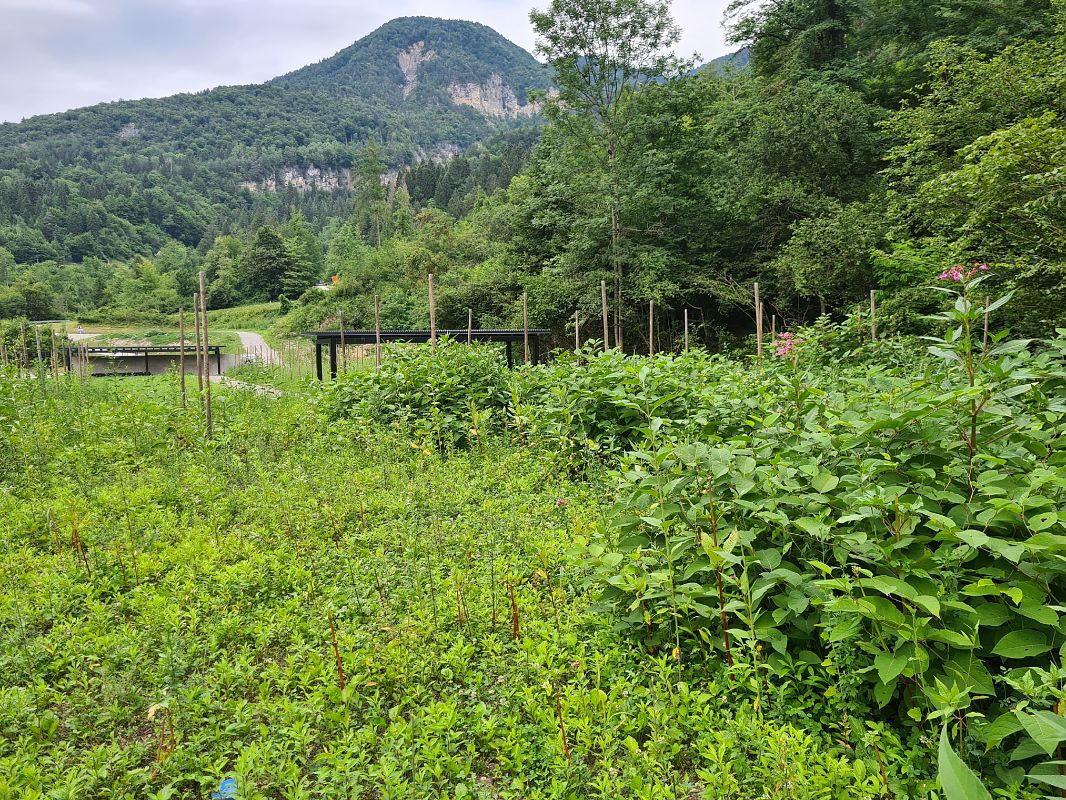 Fallopia japonica  - Ilaria Antoniutti (FVG)
