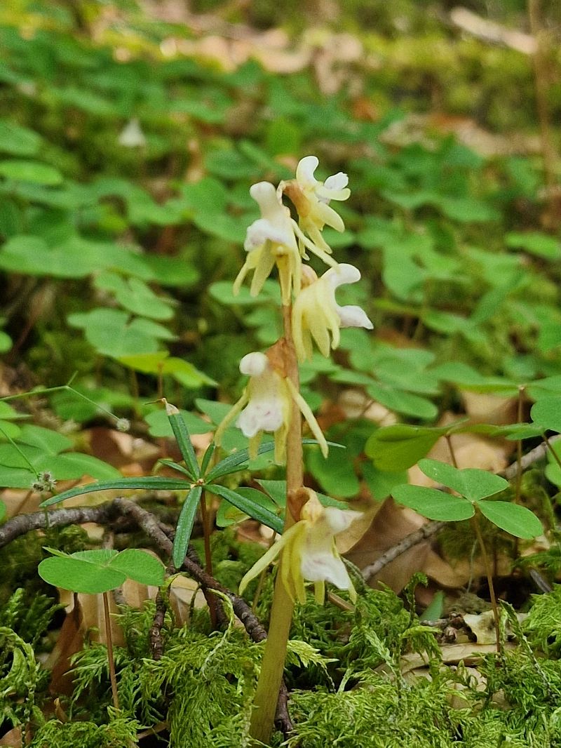 Epipogium aphyllum  - Diane Raibaut