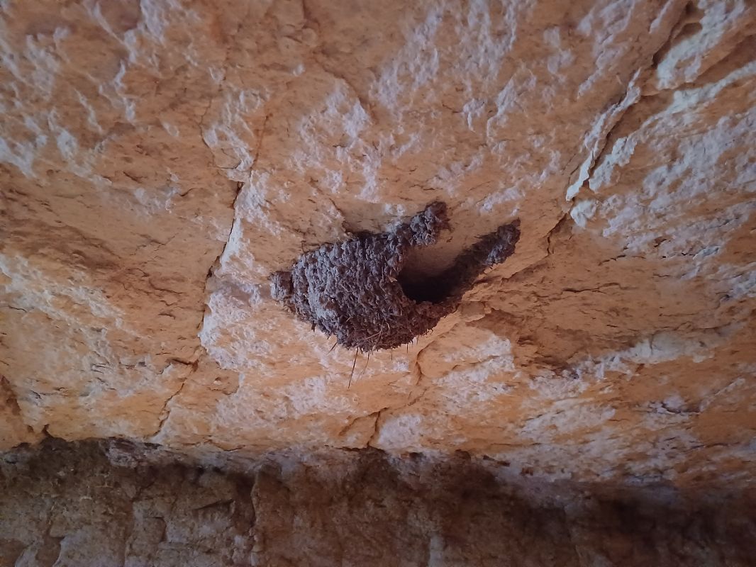 Oreneta cua-rogenca  - Francesc Moncasí Salvia