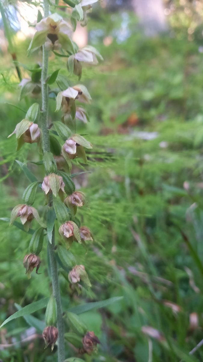 Epipactis helleborine  - Michel Wendling