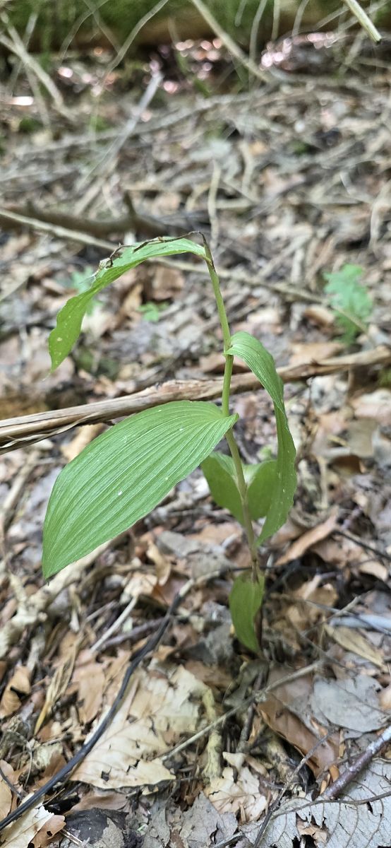 Epipactis helleborine  - Michel Robin