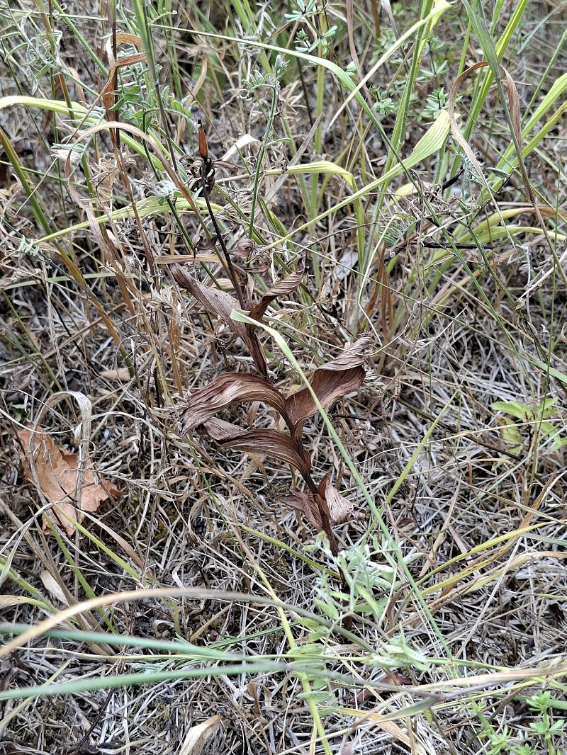 Epipactis helleborine  - Alain Fourmann