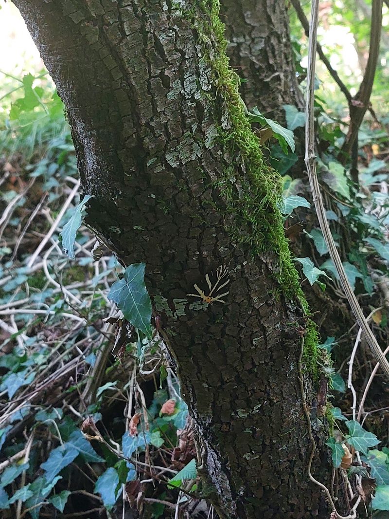 Euplagia quadripunctaria  - Camilla Todone (FVG)