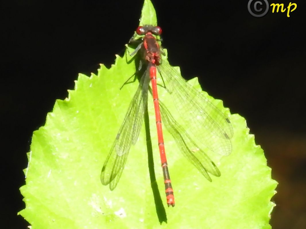 Pyrrhosoma nymphula  - Mario Paloni