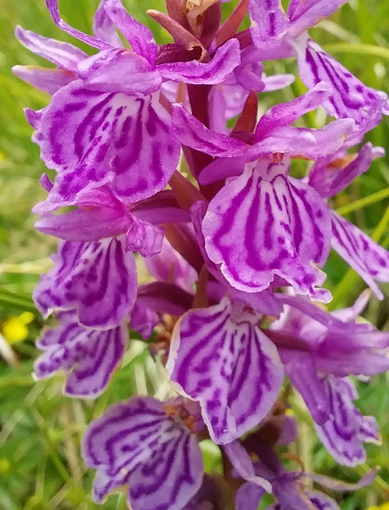 Dactylorhiza savogiensis  - Pierre Defontaines