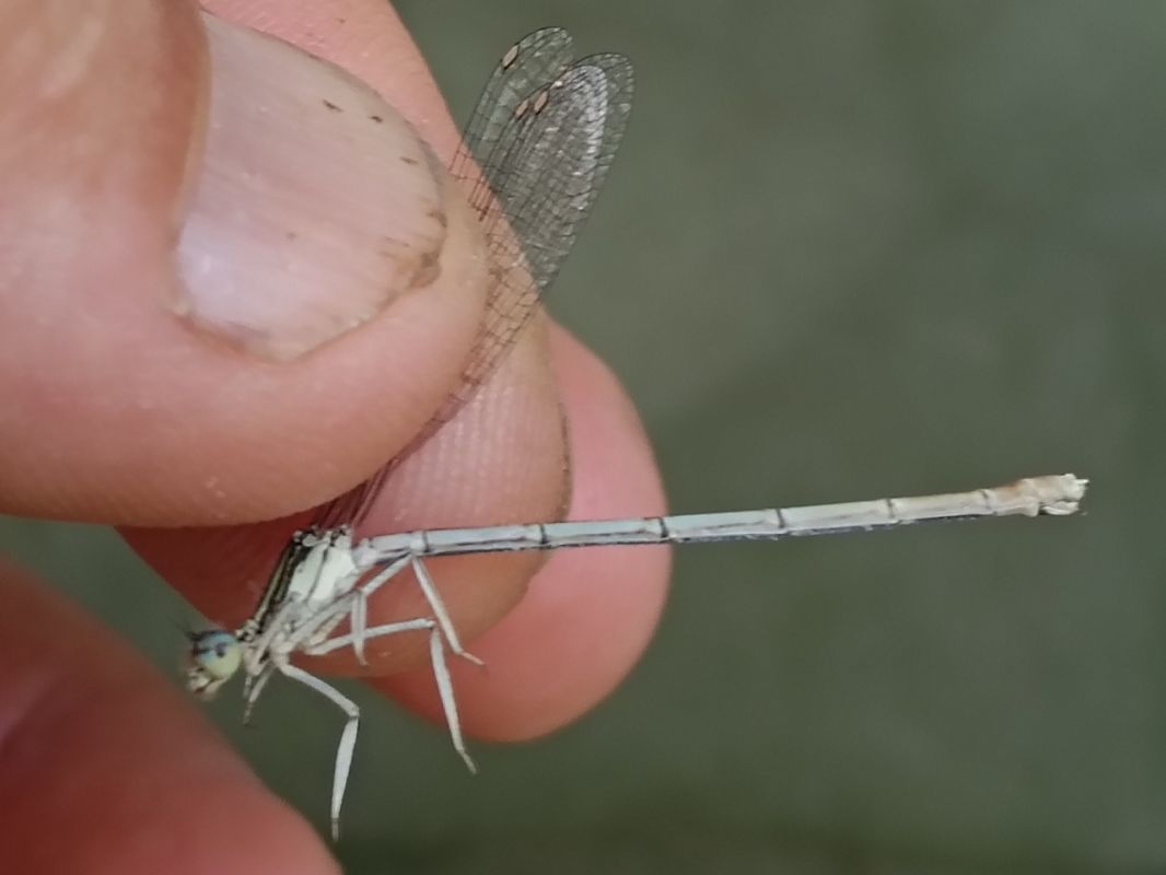 Platycnemis pennipes  - Rudy Valfiorito