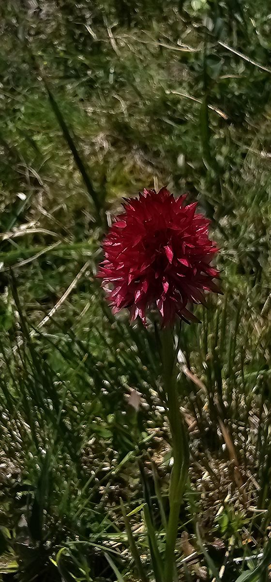 Gymnadenia corneliana f. bourneriasii  - Claire Perrachon