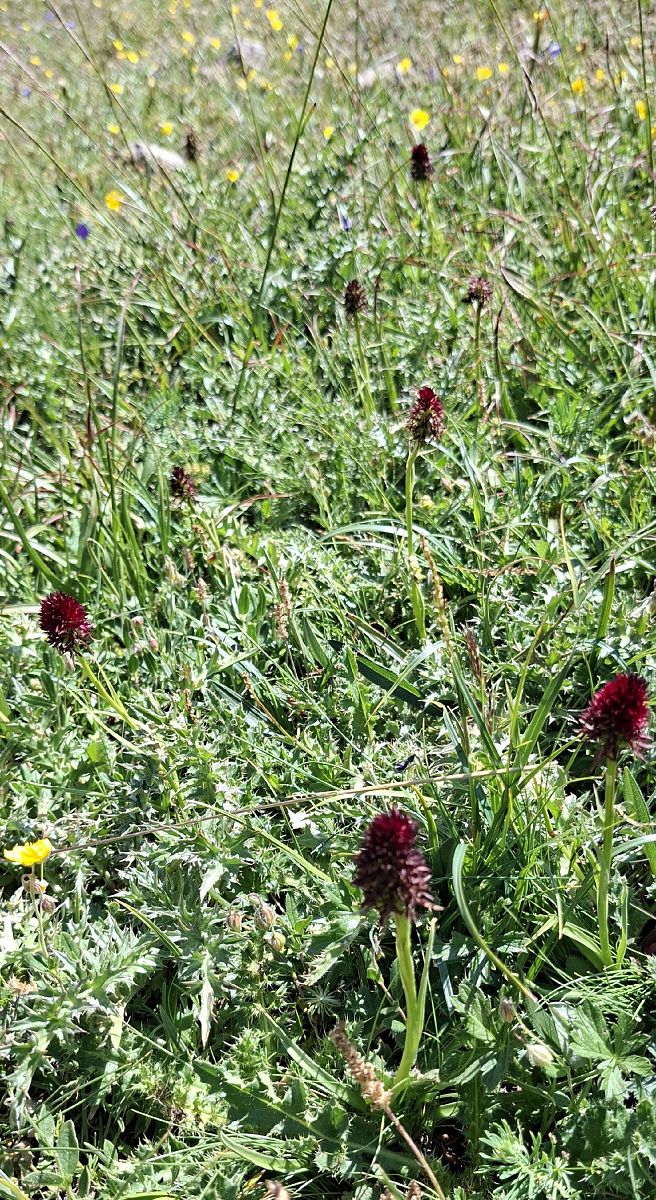 Gymnadenia rhellicani 