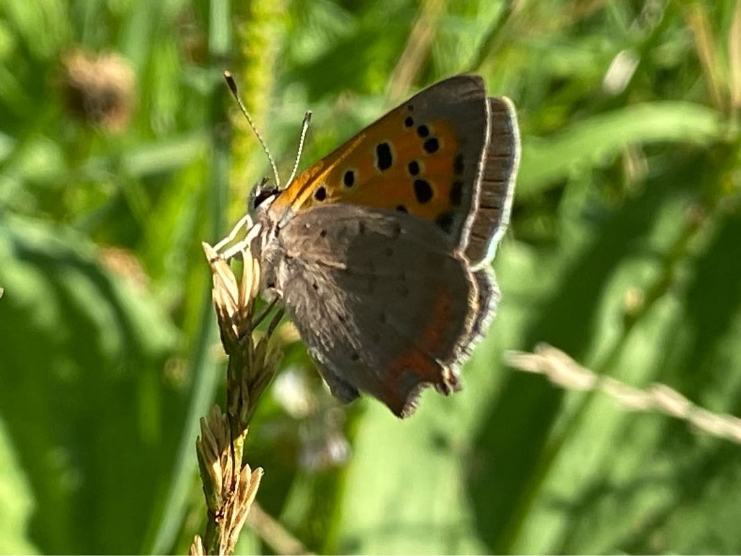 Lycaena phlaeas  - Maria Rita Gelso