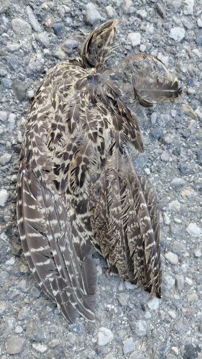 Oiseau indéterminé  - Hemma Faiman