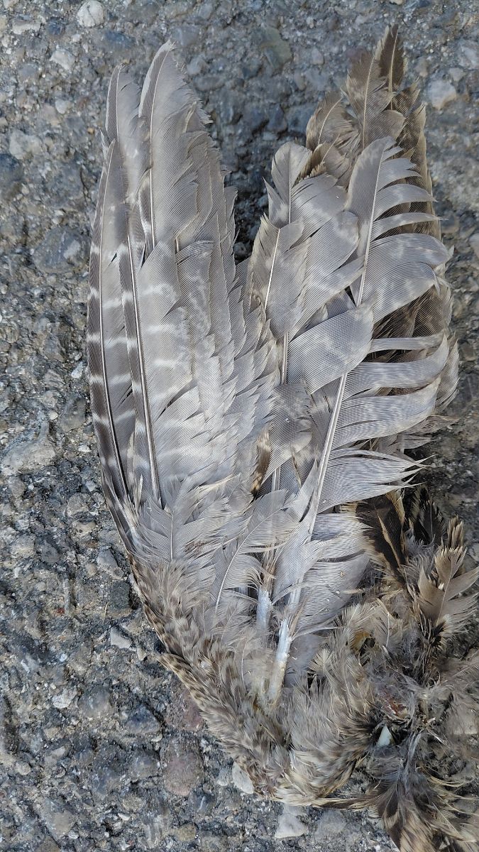Oiseau indéterminé  - Hemma Faiman