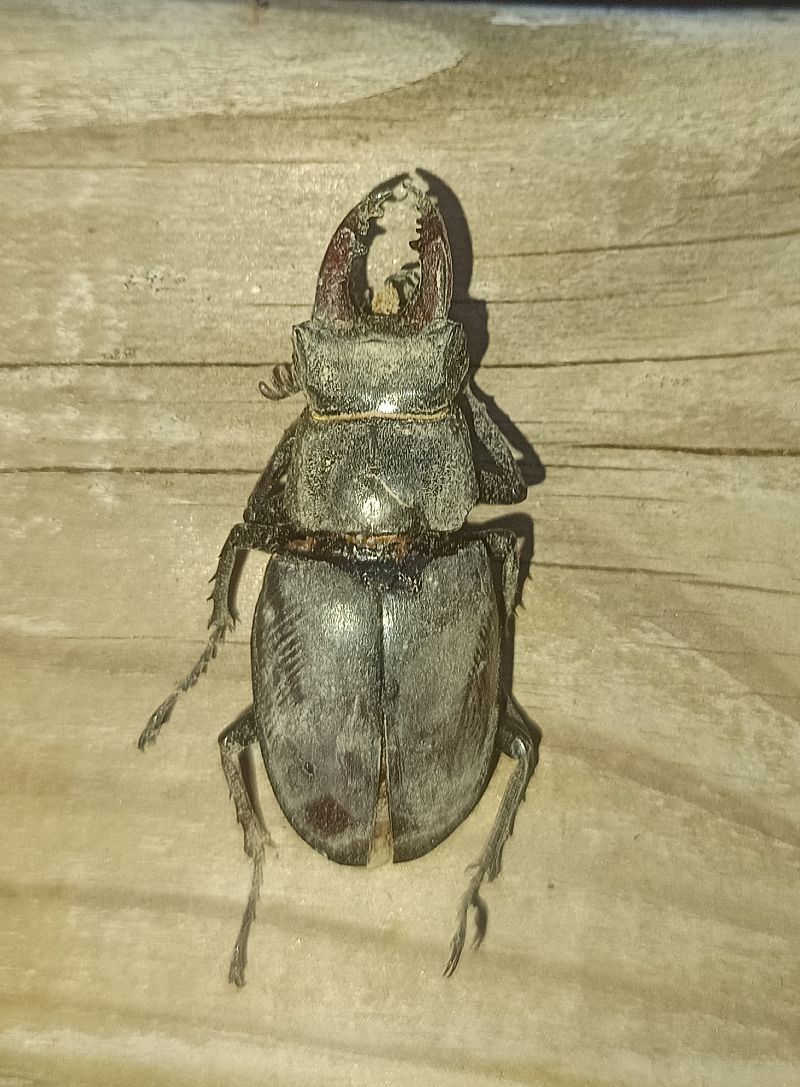 Lucanus tetraodon  - Yohann Brouillard
