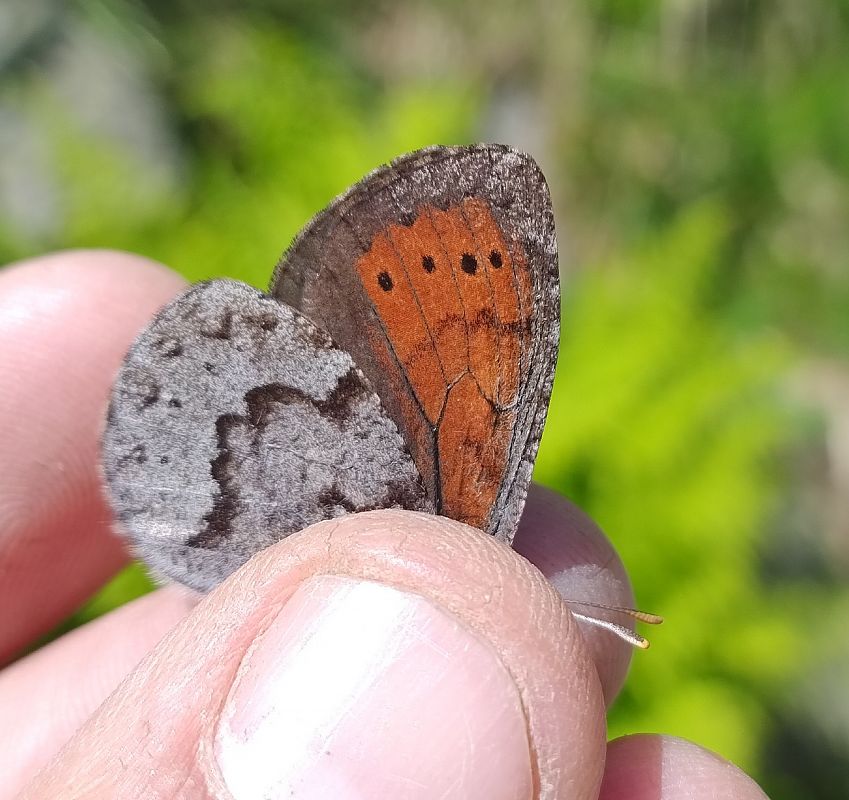 Erebia pandrose  - Battisti Andrea