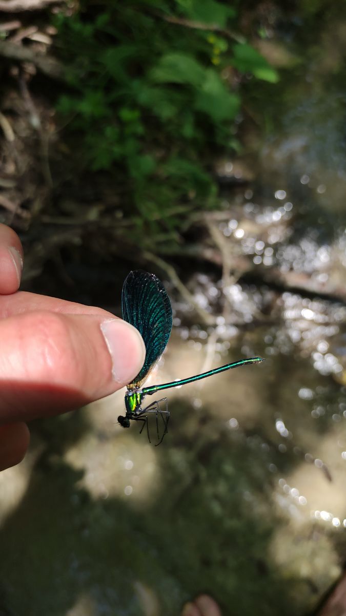 Calopteryx virgo  - Alessandro Pavesi