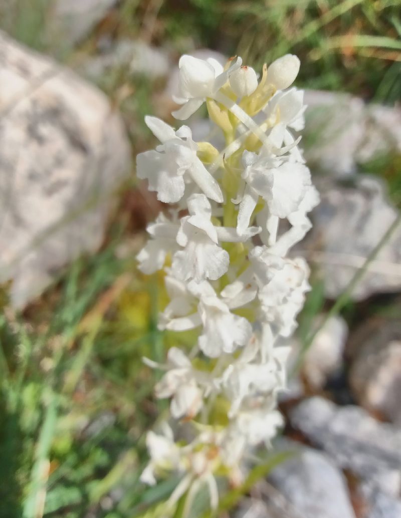 Gymnadenia conopsea  - Christophe Davée
