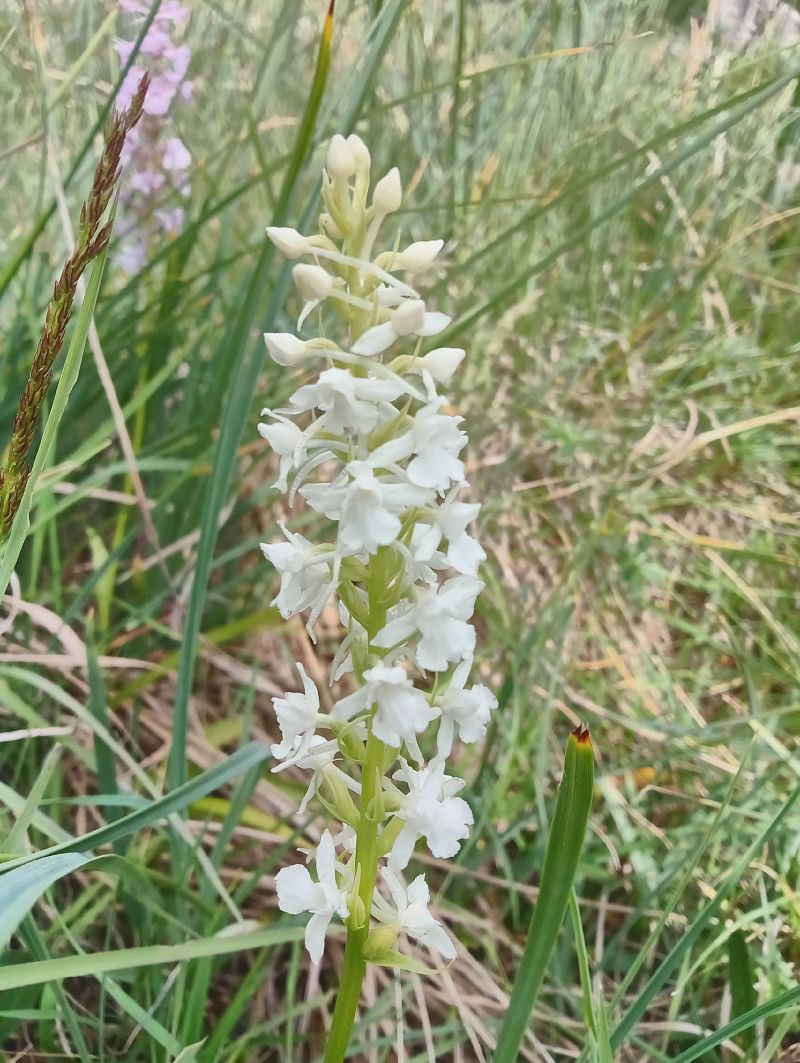 Gymnadenia conopsea  - Christophe Davée