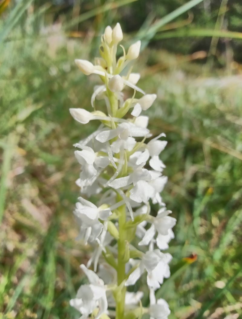 Gymnadenia conopsea  - Christophe Davée