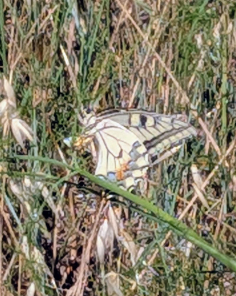 Papilio machaon  - Andrea Verdelli