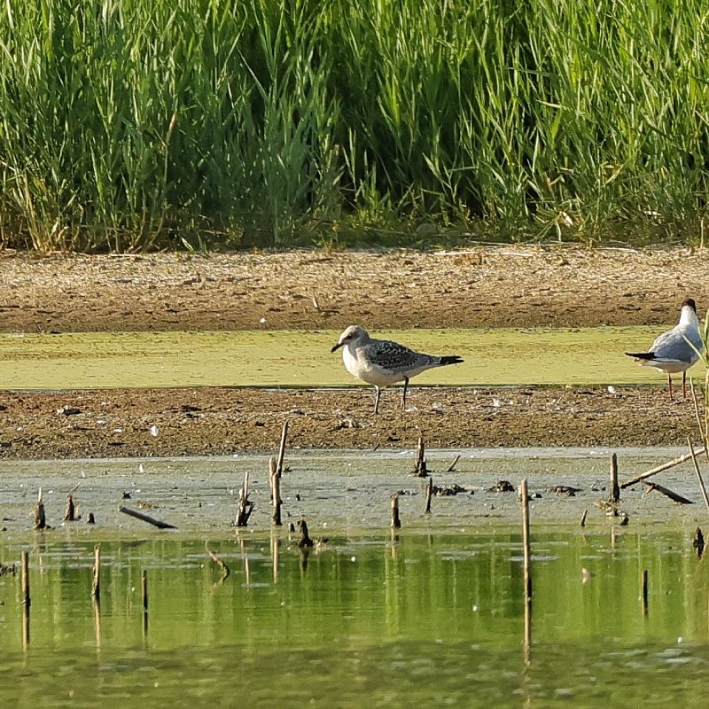Mouette mélanocéphale  - Chris Zlatar