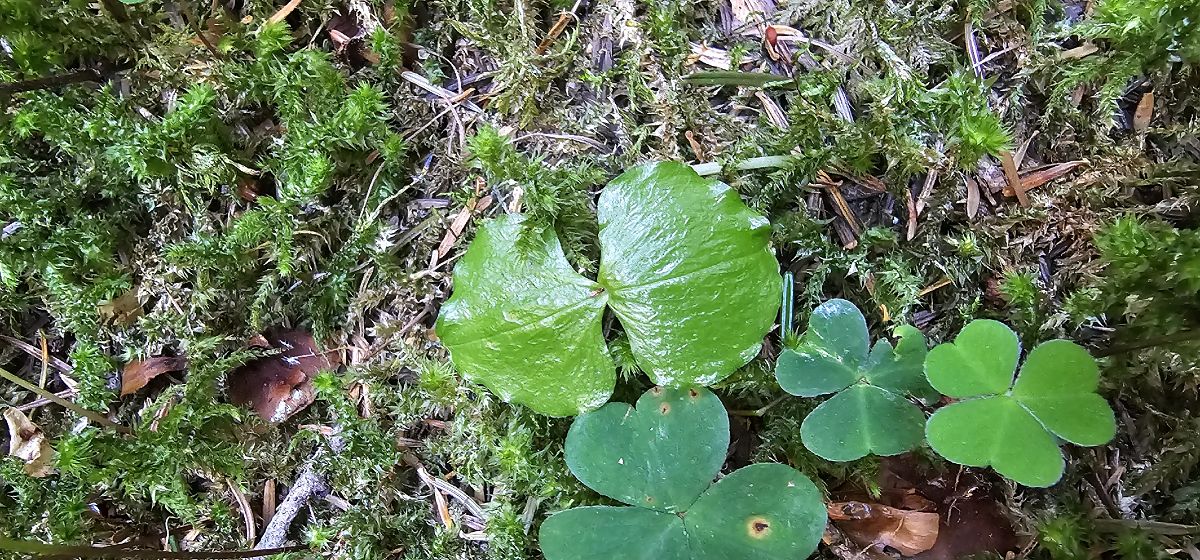 Neottia cordata  - Claire Perrachon