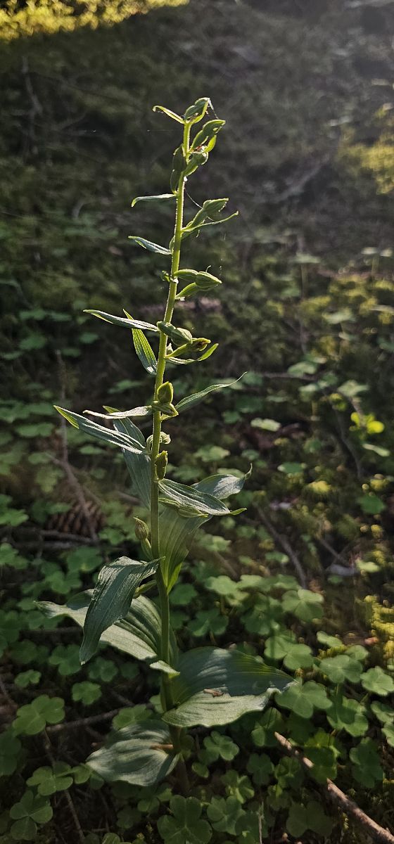 Epipactis leptochila  - Claire Perrachon