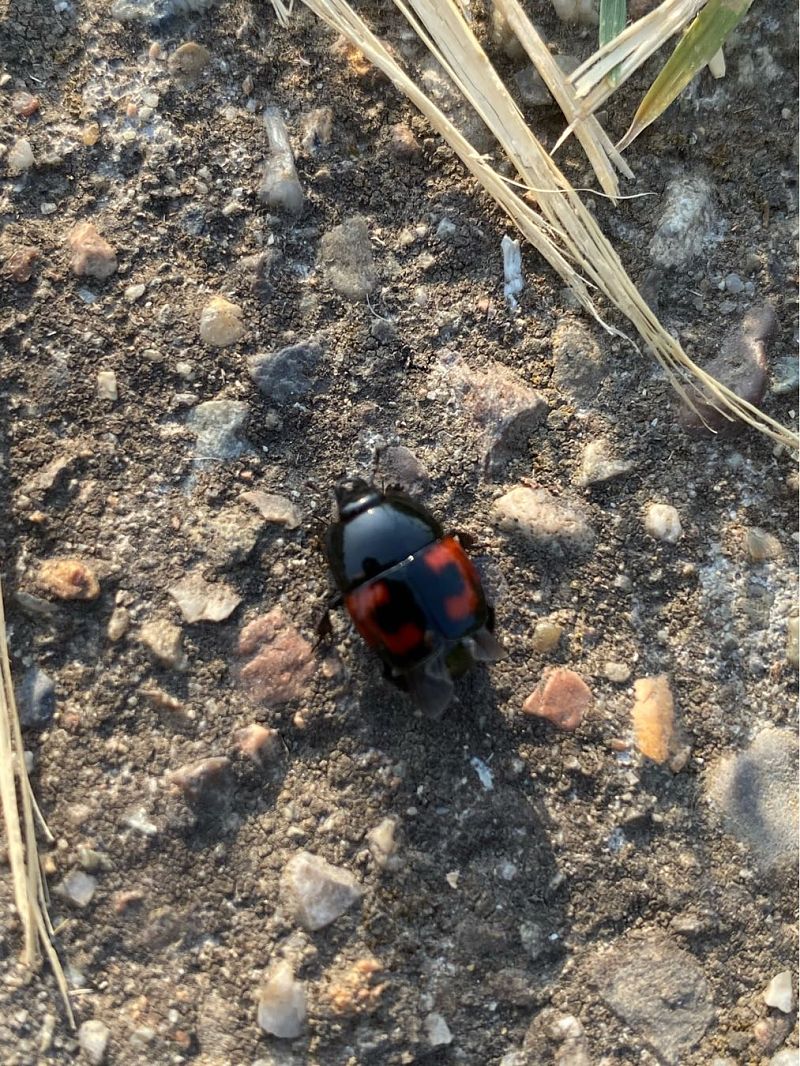Hister quadrimaculatus  - Maria Rita Gelso
