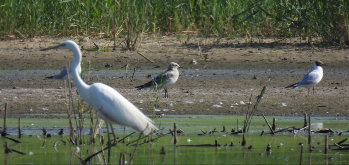 Mouette mélanocéphale  - Lukas Zangl
