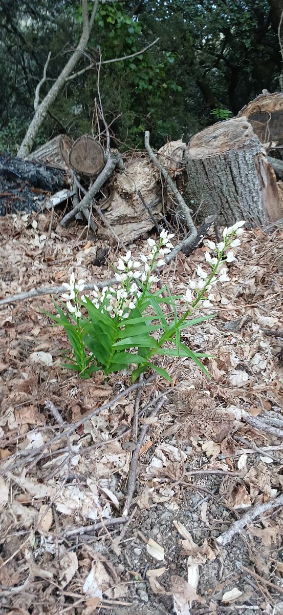 Cephalanthera longifolia  - Isabel Fidel Colomer
