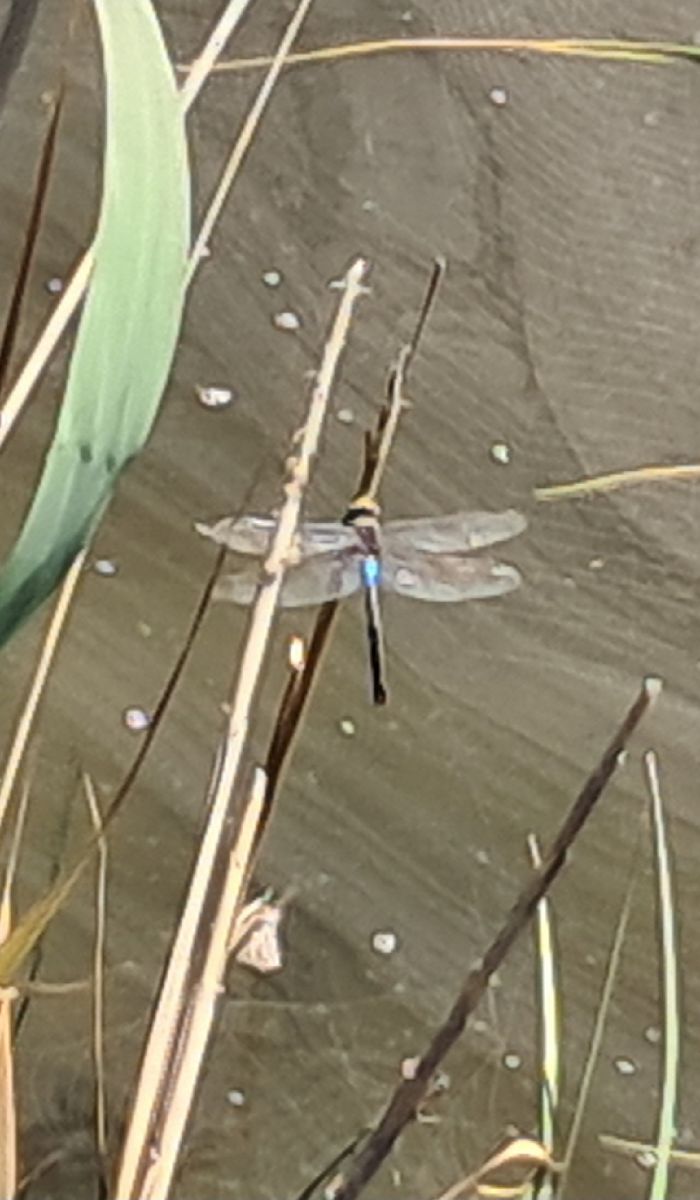 Anax parthenope  - Roberto Fabbri