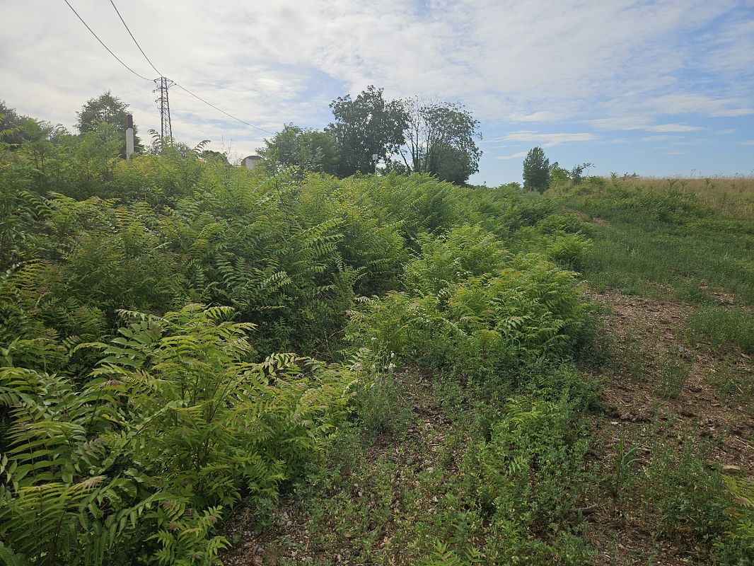 Ailanthus altissima  - Elisa de Belli (FVG)