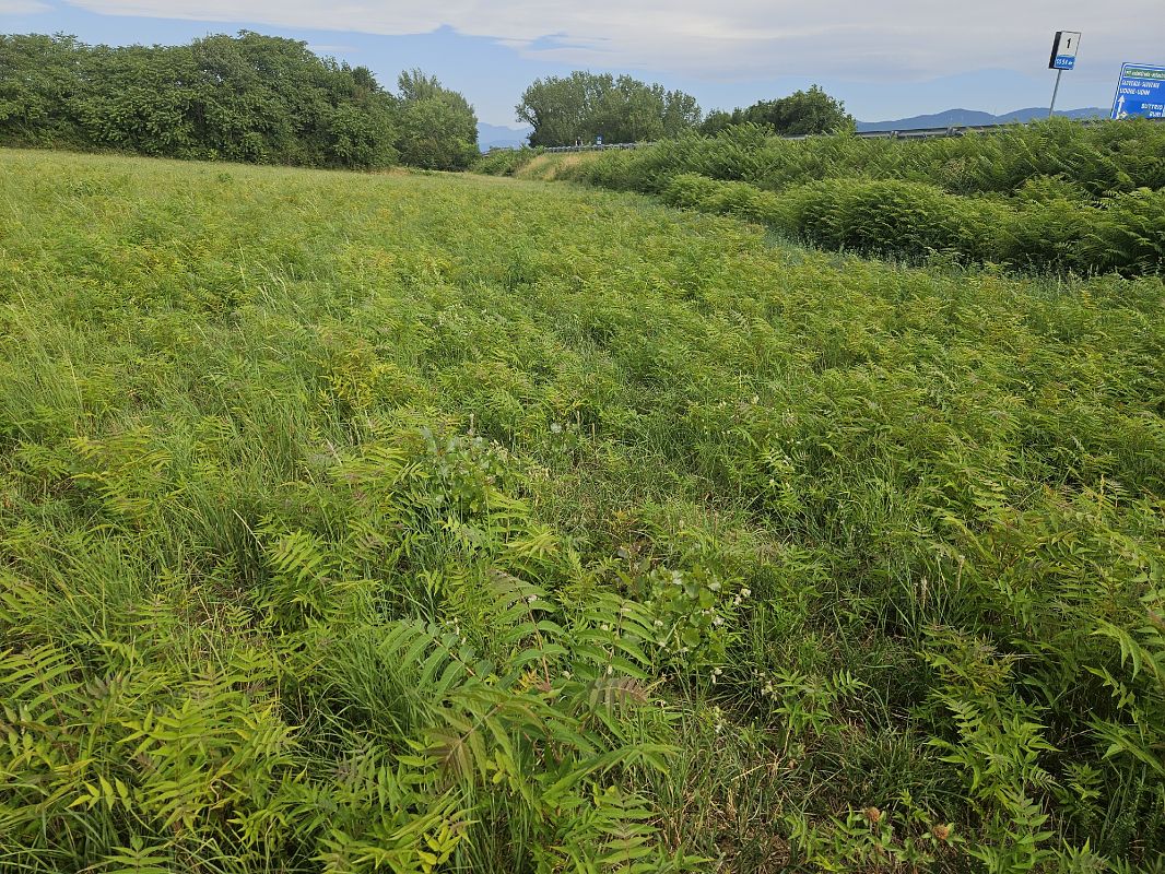Ailanthus altissima  - Elisa de Belli (FVG)
