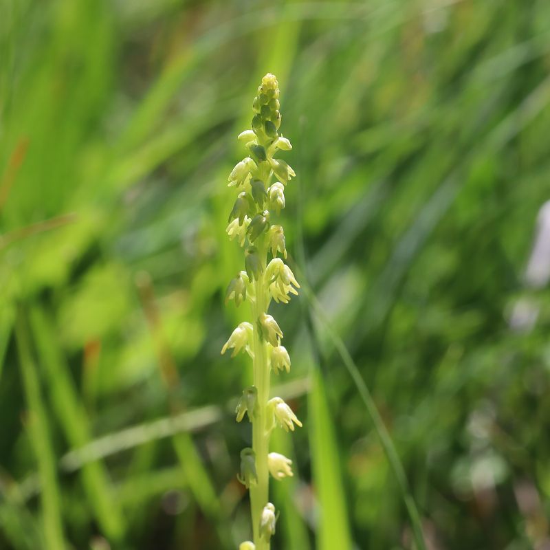 Herminium monorchis  - Gerard Guillouard