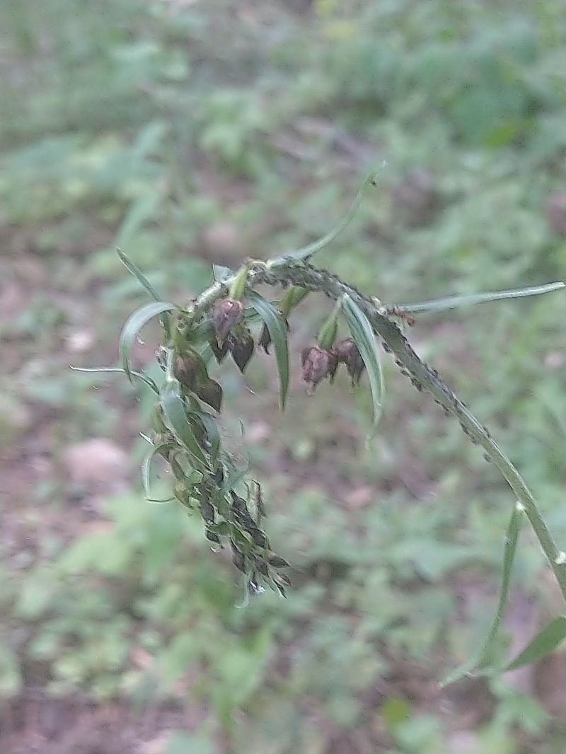 Epipactis indet. group. helleborine  - Bertrand Geneix
