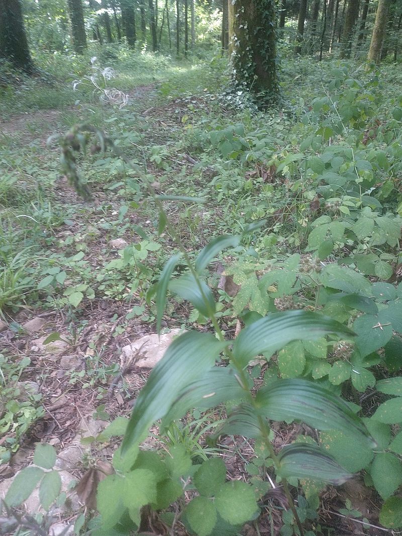 Epipactis indet. group. helleborine  - Bertrand Geneix