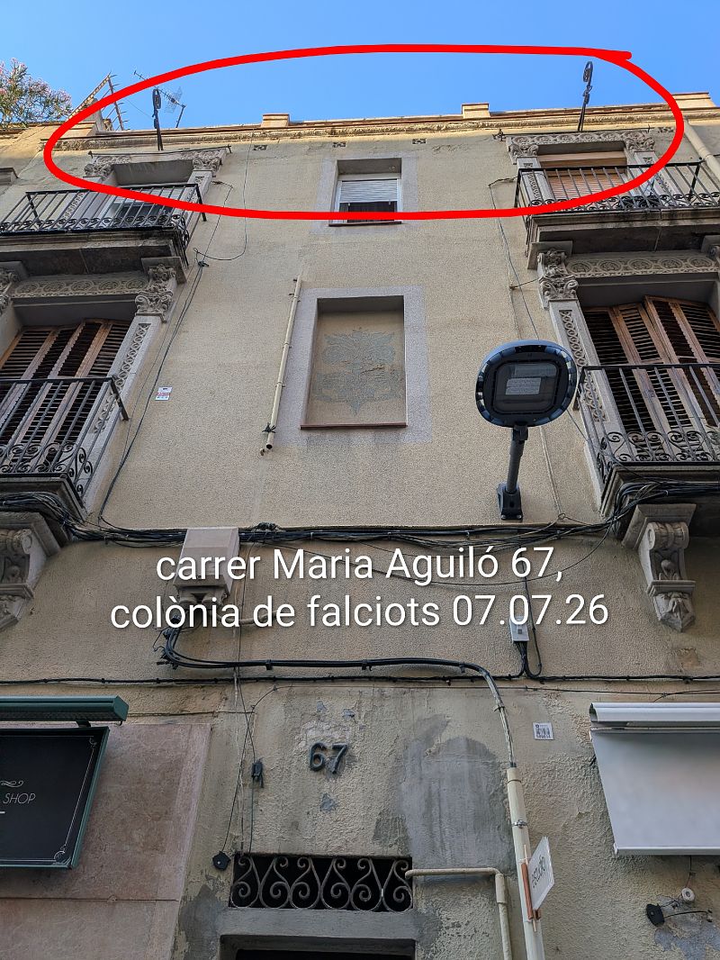 Falciot negre  - Dolça Teruel