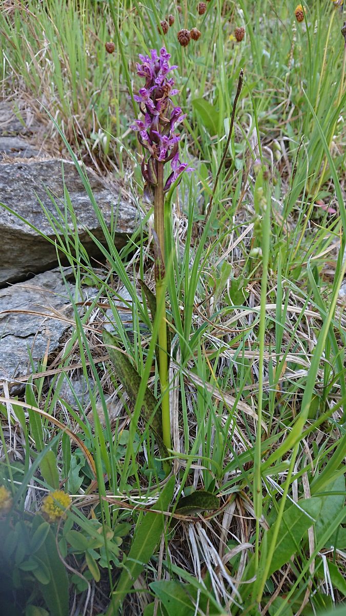 Dactylorhiza cruenta  - Pernot Jean-Claude
