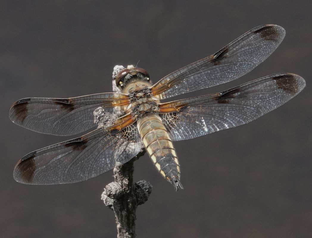 Libellula quadrimaculata  - Massimo Maldifassi