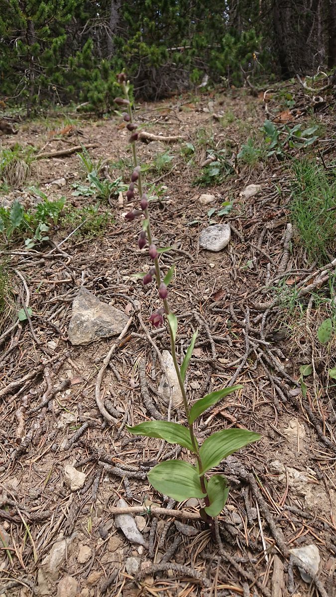 Epipactis atrorubens  - Pernot Jean-Claude