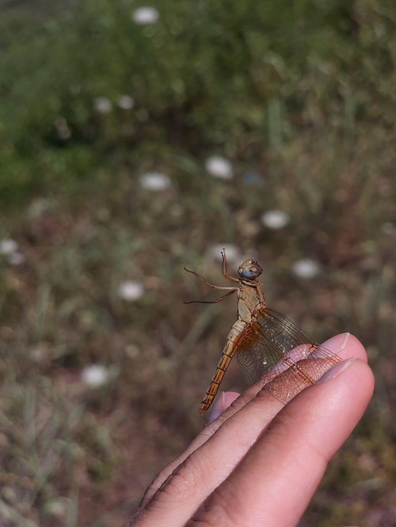 Crocothemis erythraea  - Marco Cazzola