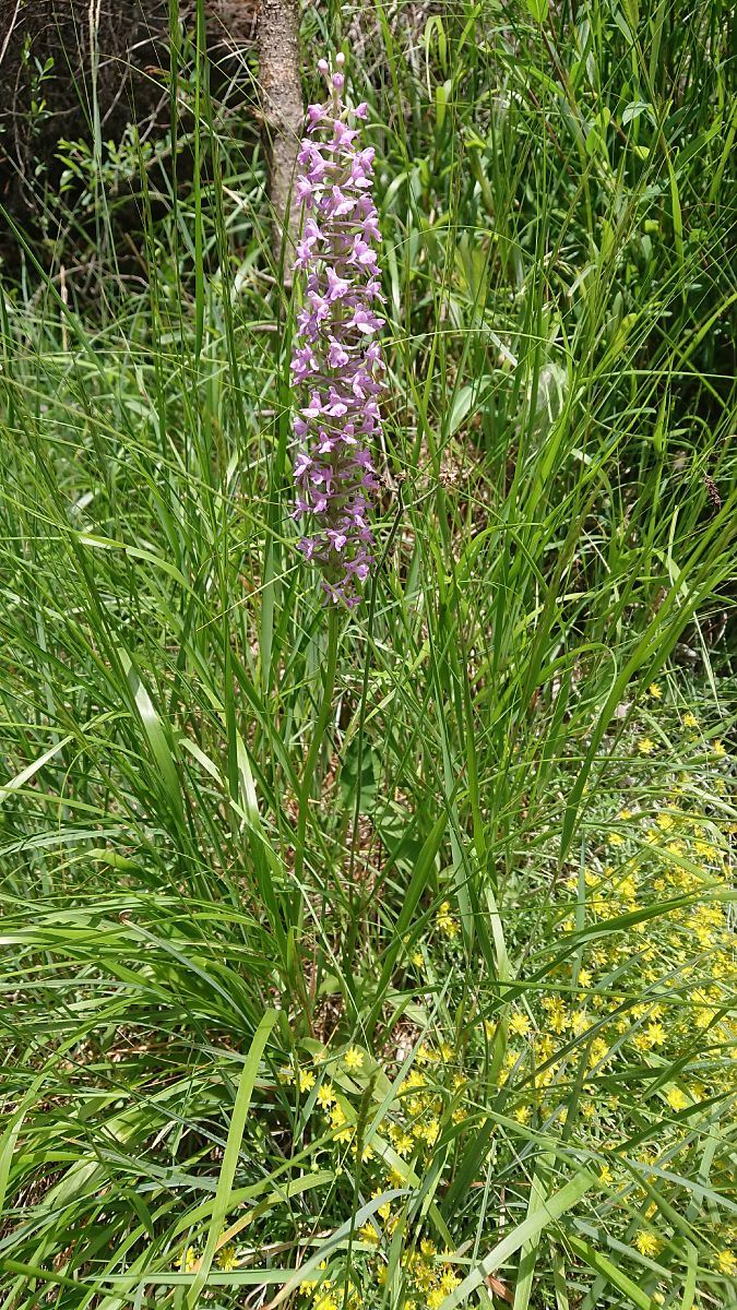 Gymnadenia odoratissima  - Pernot Jean-Claude