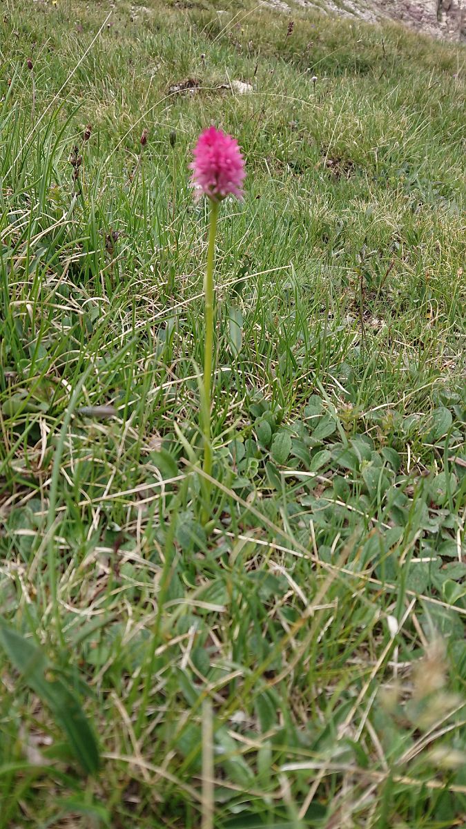 Gymnadenia corneliana  - Pernot Jean-Claude