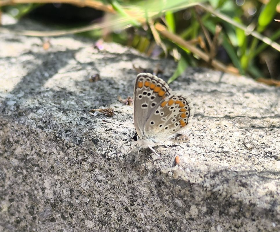 Aricia agestis  - Mirko Tomasi